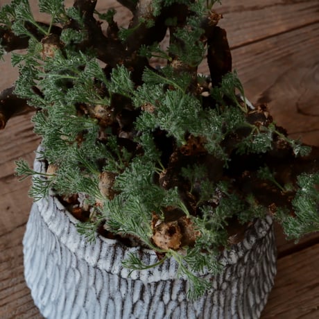 【大株 / w28cm】サルコカウロン ムルチフィズム［No.05］  ×   根本峻吾 作 S.N POT type.cylinder「 月光ノ爪牙」 5号 植木鉢