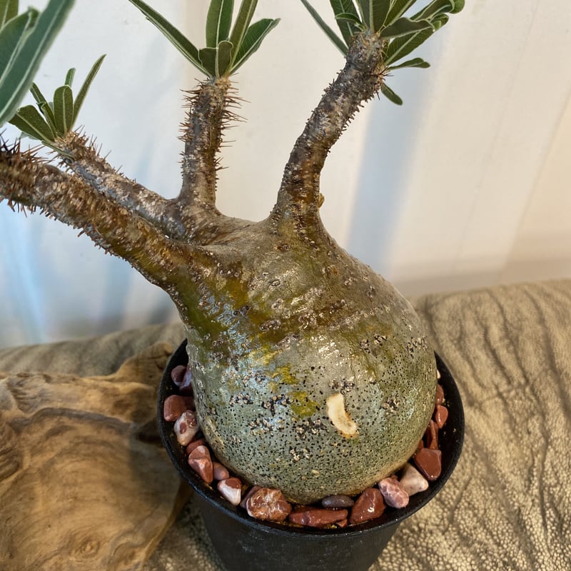 グラキリス再発根 現地球 本日限りの出品 パキポディウム グラキリス 【現地球/発根済み】 A HK0014(T