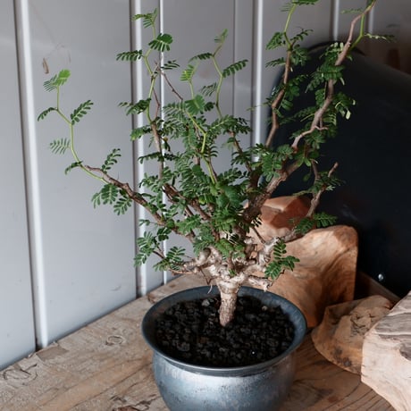 センナ メリディオナリス 輸入株［No.25］  × 坂本新 作【 LUSTER - black opal - 】 5号 植木鉢 笠間焼