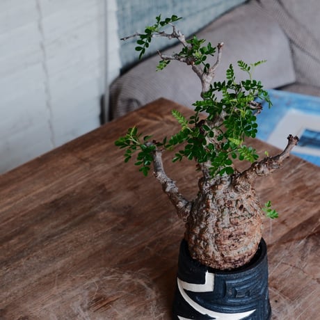 オペルクリカリア パキプス φ8cm［No.31］  ×   根本峻吾 作 S.N POT 「 雷電 - raiden - 」3号 植木鉢 笠間焼