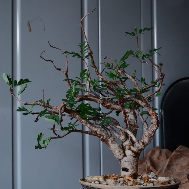 センナ メリディオナリス 現地株 発根済［No.29］ × 森田昌求 作