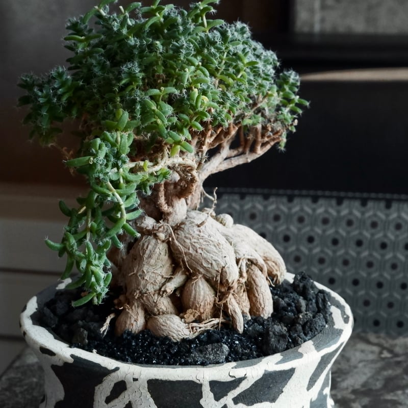 トリコディアデマ・ブルボスム - 姫紅小松 - 寄せ植え［No.01］× 沼野