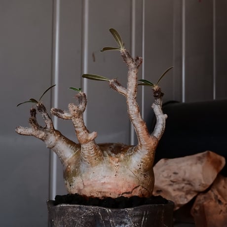 グラキリス φ8cm - 象牙宮 - ［No.04］  ×   沼野秀章 作「 black wrap 」3号 植木鉢 笠間焼