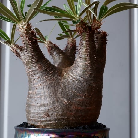 グラキリス φ8.5cm - 象牙宮-［No.13］×  坂本新 作「 LUSTER BLACK  」3.5号鉢 笠間焼 植木鉢