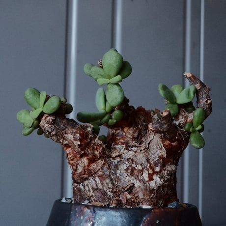 ケラリア ピグマエア［No.44］  × 磯部祐介 作品【 円 - 闇堕ち - 】2.5号 植木鉢 笠間焼