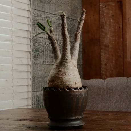 グラキリス φ10cm - 象牙宮 - ［No.76］  ×   根本峻吾 作 S.N POT type.round「 黒焔 - kokuen - 」4号 植木鉢 笠間焼
