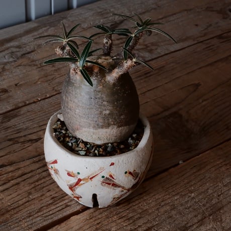 グラキリス φ8cm - 象牙宮 -［No.02］  ×   沼野秀章 作「 刻ム音 」3号 植木鉢 笠間焼