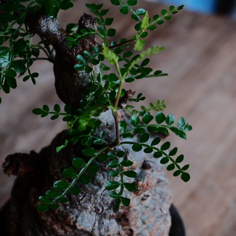 オペルクリカリア パキプス φ8.5cm［No.33］  ×   沼野秀章 作「 black wrap 」3号 植木鉢 笠間焼