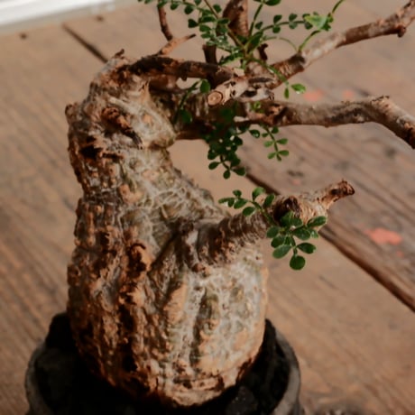 オペルクリカリア パキプス φ7.5cm［No.9］  ×   小野瀬一 作品  3号 植木鉢