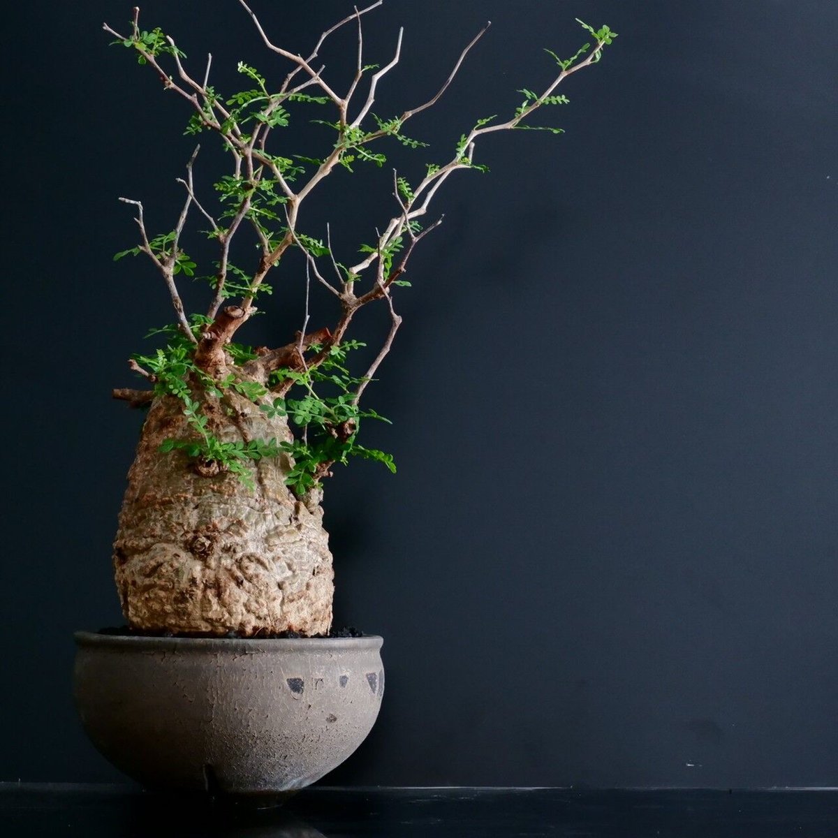 S*y様 パキプス Webike | SP忠男 スペシャルパーツ忠男 エスピータダオ POWER BOX PIPE