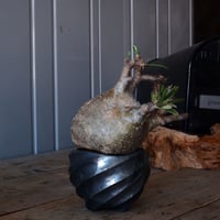 グラキリス φ11cm - 象牙宮 -［No.225］  × 沖誠 作「Spilal - 燻銀彩 - / round 」 3号 植木鉢 笠間焼