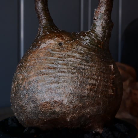 グラキリス φ10cm - 象牙宮 -［No.222］  × 沖誠 作「 Bark / round 」 3号 植木鉢 笠間焼