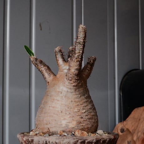 グラキリス φ8.5cm - 象牙宮 -［No.69］  ×   沼野秀章 作「 刻ム音 」3.5号 植木鉢 笠間焼