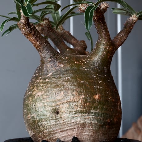グラキリス φ9.5cm - 象牙宮 - ［No.40］  ×   沼野秀章 作「 black wrap 」3号 植木鉢 笠間焼