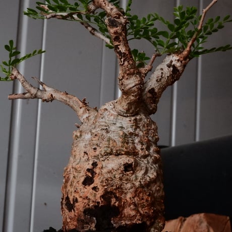 オペルクリカリア パキプス φ 7.5cm［No.15］  ×   沼野秀章 作「  black wrap 」3号 植木鉢 笠間焼