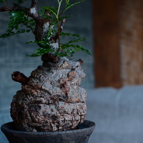オペルクリカリア パキプス φ8.5cm［No.33］  ×   沼野秀章 作「 black wrap 」3号 植木鉢 笠間焼