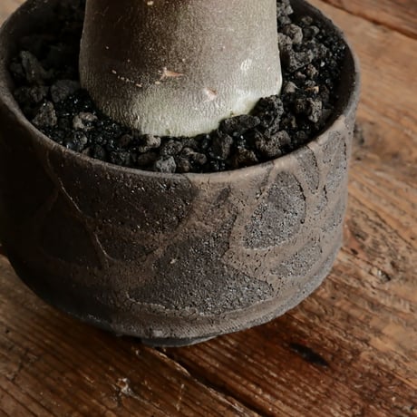 《黒肌》アデニウム アラビカム  "ドワーフ - black skin - "  φ7cm［No.11］  ×   沼野秀章 作「 black wrap 」3.5号 植木鉢 笠間焼
