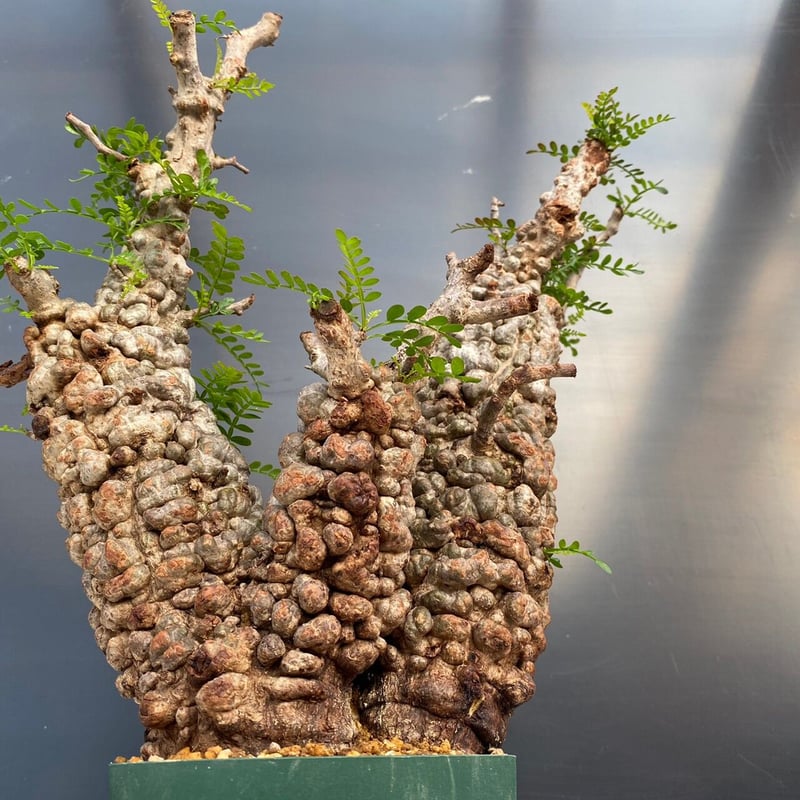 多頭 マルチヘッド オペルクリカリア パキプス MP01 発根済 現地株