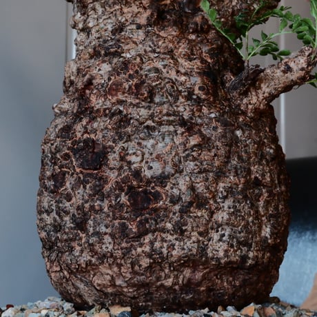 大株 オペルクリカリア パキプス φ 15cm［No.44］  ×   根本峻吾 作 S.N POT  type.cylinder-low「 月光ノ鐵 」 7号 植木鉢