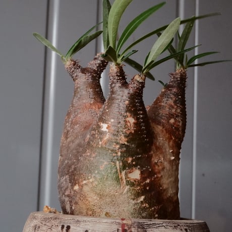 グラキリス φ7.5cm - 象牙宮 -［No.70］  ×   沼野秀章 作「 刻ム音 」3号 植木鉢 笠間焼