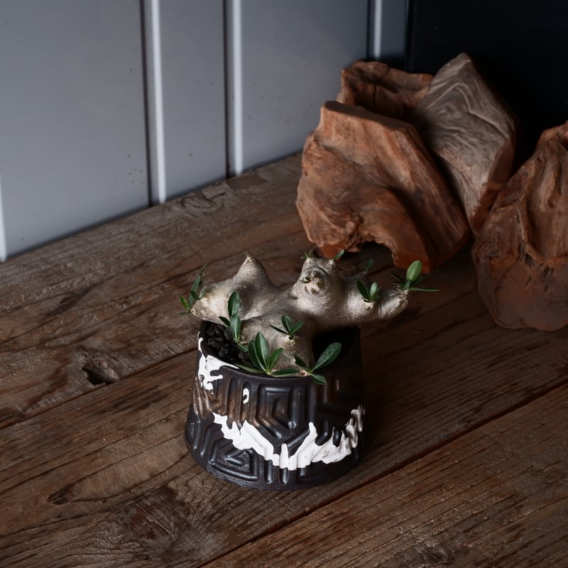 パキポディウム ブレビカリックス 輸入株 発根済［No.8］ × 根本峻吾