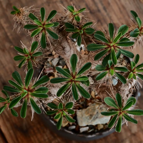 ユーフォルビア ギラウミニアナ［No.58］  ×   根本峻吾 作 S.N POT type.cylinder「  刻印 - kokuin - 」3号 植木鉢 笠間焼