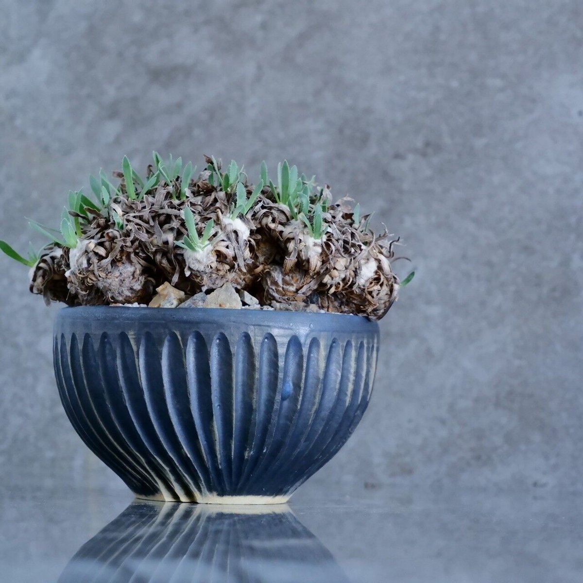 オトンナ レトロルサ No.19 × 