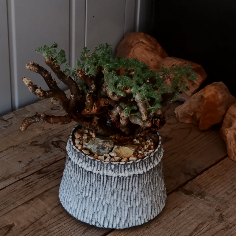 大株 / w28cm】サルコカウロン ムルチフィズム［No.05］ × 根本峻吾 作