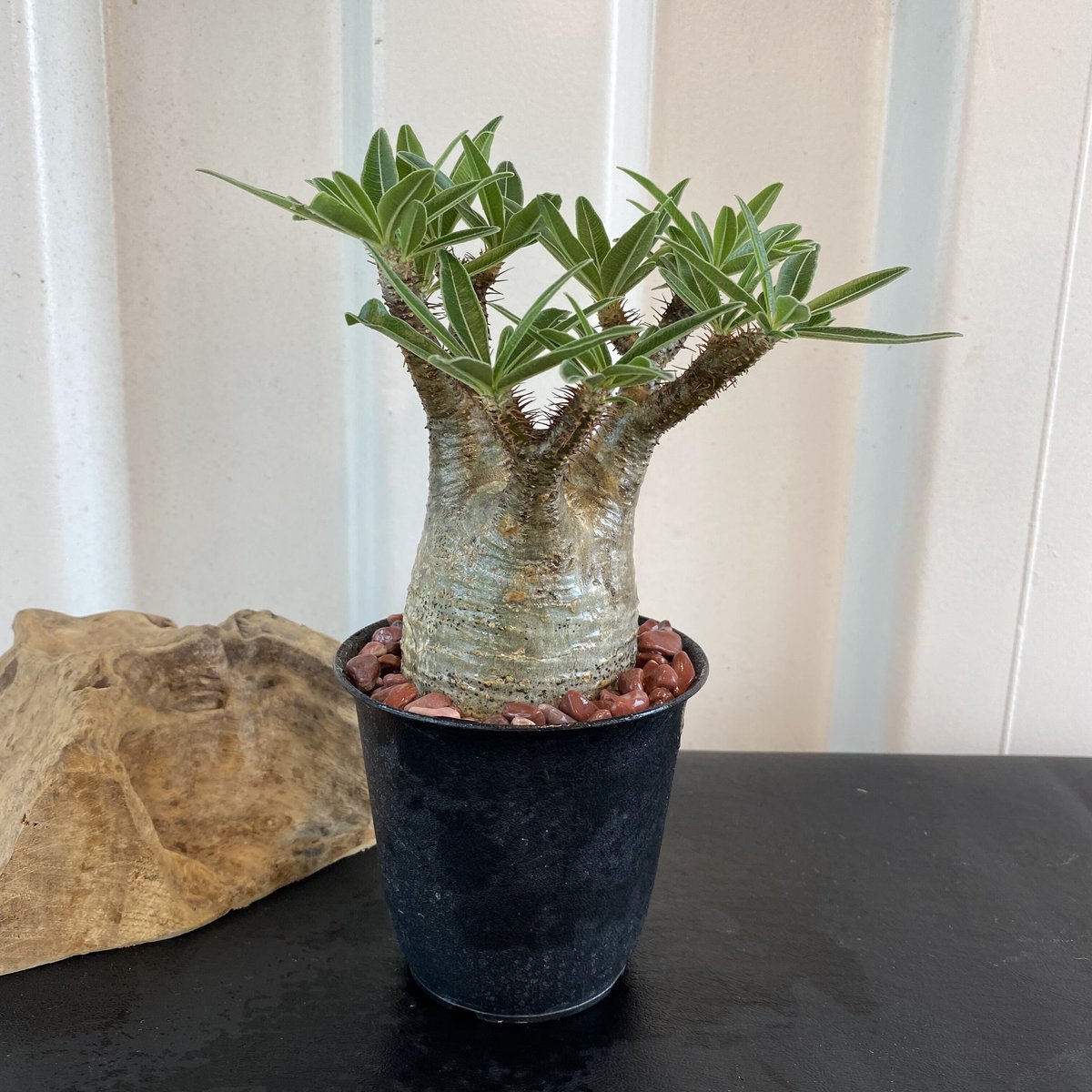 グラキリス 発根済 2020年8月輸入 現地株】BH-C46 化粧石付き | Botani