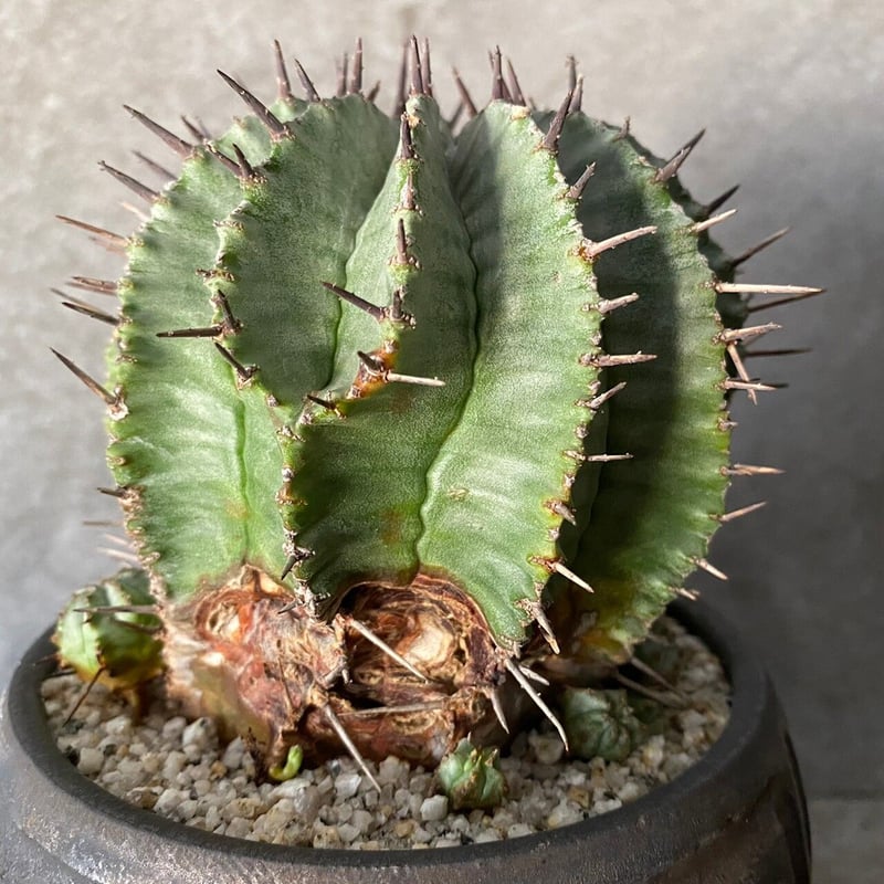 ホリダ マジョール 〈大サイズ〉仔株付 ［ No.08 ］× S.N.Pot 