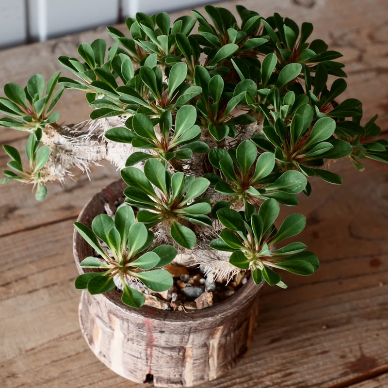 ユーフォルビア　ギラウミニアナ ユーフォルビア ギラウミニアナ 輸入株［No.41］ 4号鉢 | Botanical Holic