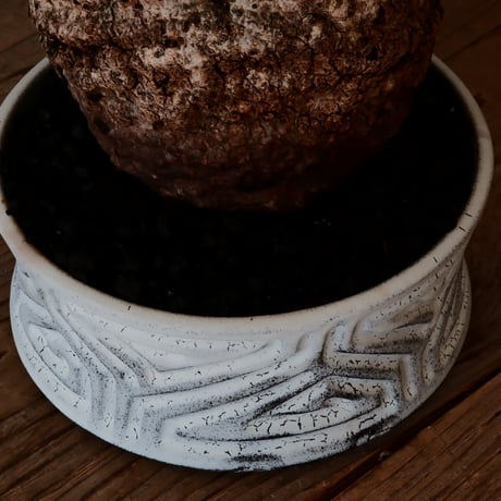 大株 オペルクリカリア パキプス φ 14cm［No.45］  ×   根本峻吾 作 S.N POT  type.slim-low「 月光ノ鐵 」 6号 植木鉢