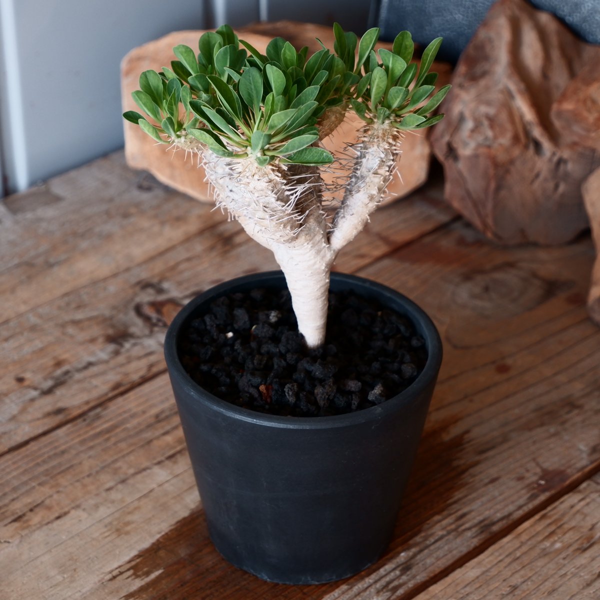 ユーフォルビア・ギラウミニアナ　鉢付き ユーフォルビア ギラウミニアナ 輸入株［No.52］ 4号鉢