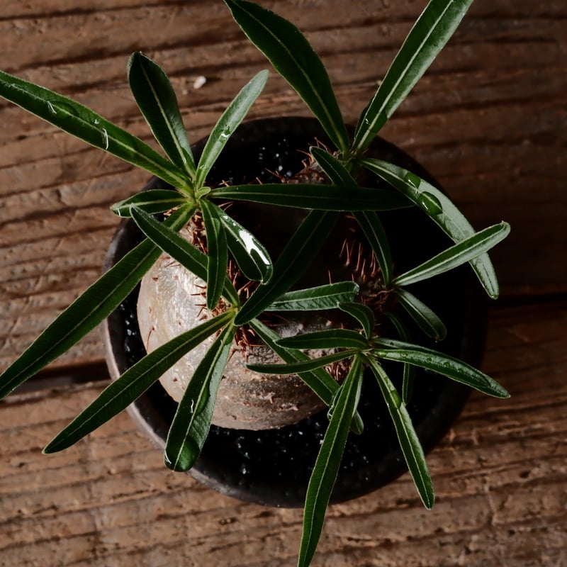 φ6cm 】グラキリス - 象牙宮 - ［No.232］ × 松野然 【 ZEN 】2.