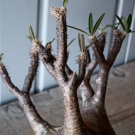 グラキリス φ9.5cm - 象牙宮-［No.26］× 森田昌求 作【 CLAW - BORDER - 】4号 植木鉢 笠間焼