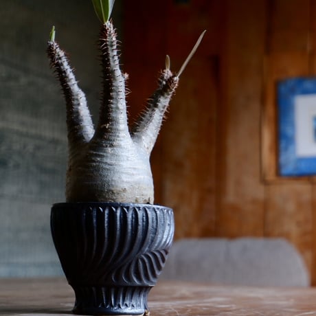 CATEGORY 新里竜子 作品 植木鉢［やちむん］ | Botanical Holic