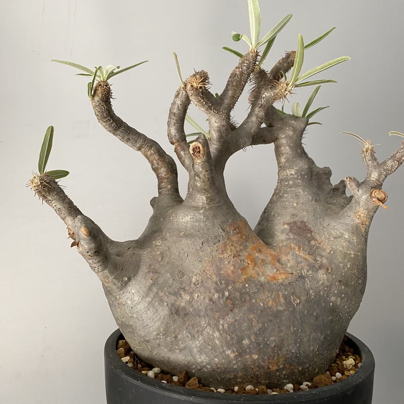 発根済 特大 多頭 マルチヘッド グラキリス 2020年12月輸入 現地