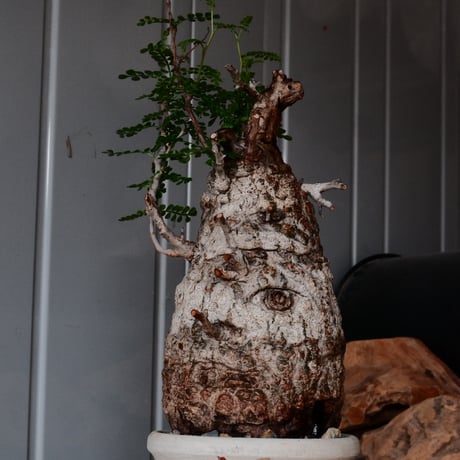 白 オペルクリカリア パキプス φ 11cm［No.21］  ×   沼野秀章 作「 刻ム音 」3.5号 植木鉢 笠間焼