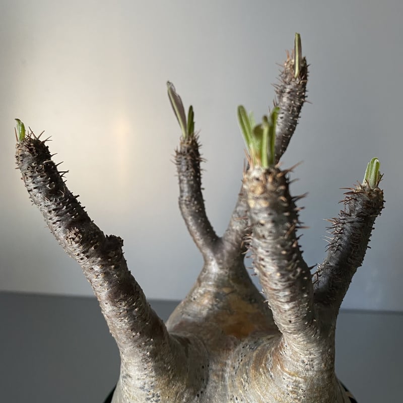 グラキリス 現地株 2021年2月輸入 発根管理中 BG-107 | Botanical Holic