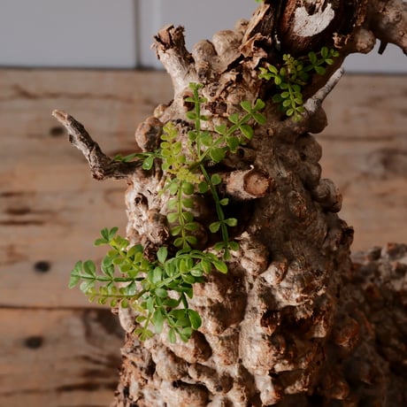 オペルクリカリア パキプス φ11cm［No.24］  × 杉山悠 作 4号 植木鉢 笠間焼