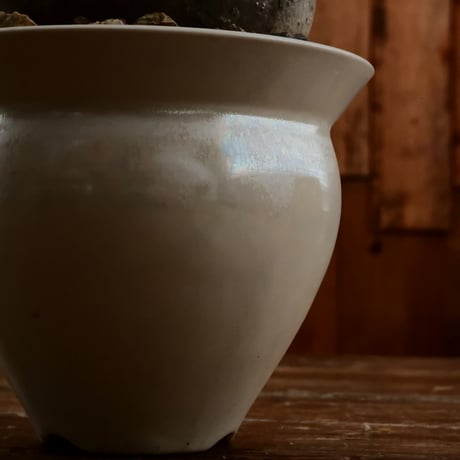 グラキリス M - 象牙宮 -［No.203］  ×   坂本新 作「 LUSTER OVERGLAZE - white pearl -  」3.5号 植木鉢 笠間焼