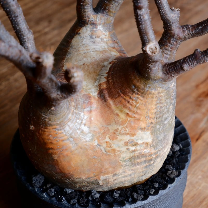 大株 赤肌 グラキリス - 象牙宮 - size XL［No.38］ × 沖誠 作品