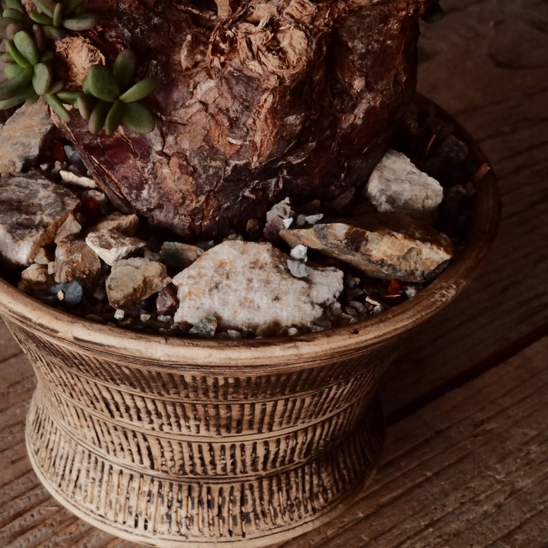 ケラリア ピグマエア 現地株 発根済［No.46］ × 森田昌求 作 「 Abstra