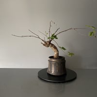 コミフォラ オルビクラリス 発根済 BCO-01 × S.N.Pot "土管" - horizon - 3号鉢［作家  "根本峻吾"］