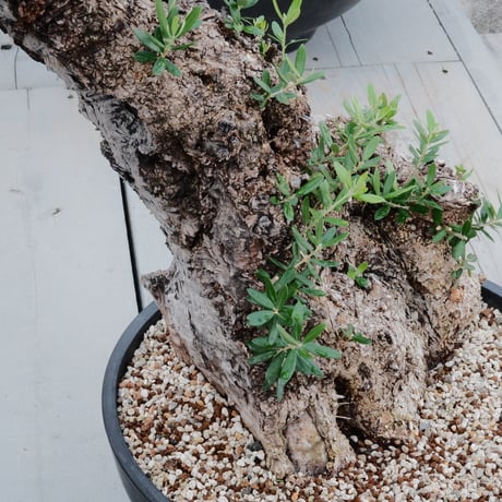 Old Olive 古木オリーブ［No.20］× 12号皿鉢 (φ36cm)