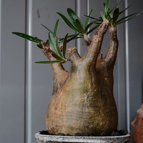グラキリス φ8cm  - 象牙宮- ［No.75］  ×   根本峻吾 作 S.N POT type.slim「 月光ノ鐵」3.5号 植木鉢 笠間焼