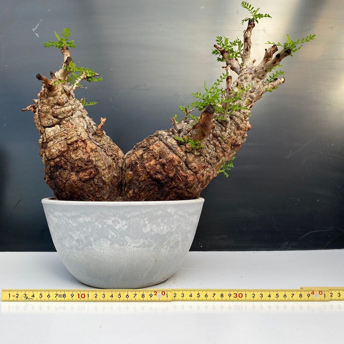 オペルクリカリア パキプス2頭 ベアルート 発根管理株 工場 