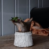 マカイエンセ φ8cm - 魔界玉 - ［No.31］  ×   根本峻吾 作 S.N POT type.cylinder「 月光ノ爪牙」3.5号 植木鉢 笠間焼