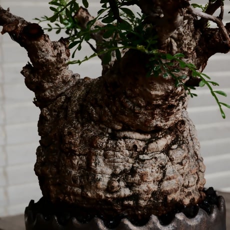 オペルクリカリア パキプス φ11cm［No.10］  ×    根本峻吾 作 S.N POT type.round「 黒焔 」 4号 植木鉢