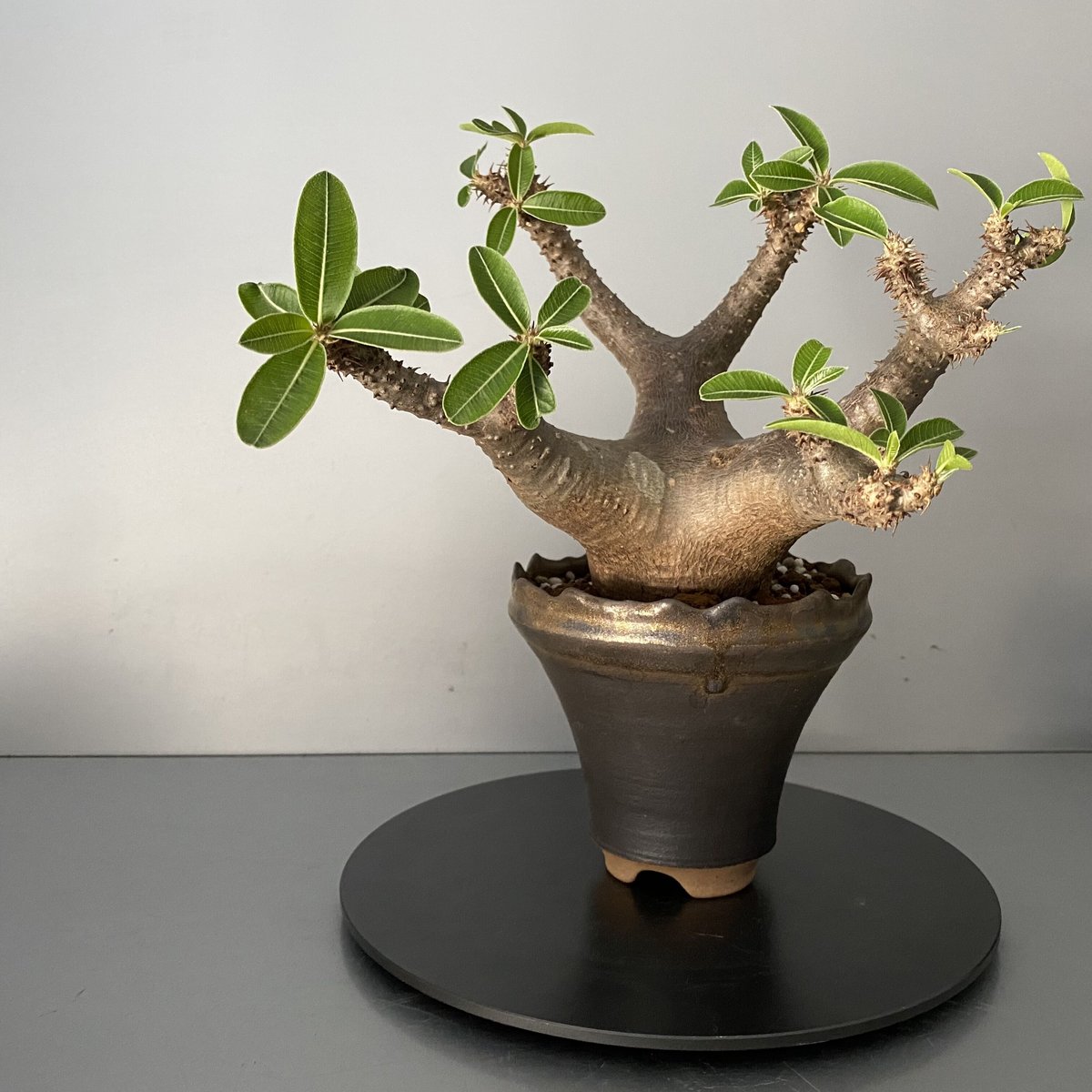 発根済 マカイエンセ 魔界玉 現地株 BG-121 × S.N.Pot - crown - 4